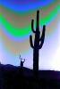 Saguaro Cactus, Arizona, psyscape