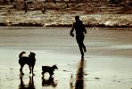 Dogs, Ocean Beach, Ocean-Beach, PAFV03P02_10.2673