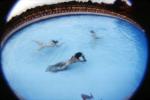 Swimming Pool, Port Washington, Long Island, New York, PAFV03P06_05