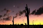 Sunset and a Being amongst the Moon and a Saguaro Cactus Forest, PAFV03P15_19