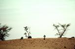 Man Walking in the Arid Desert
