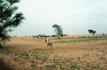Man on a Camel in the Arid Desert, PBAV01P06_02