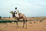 Man on a Camel in the Arid Desert, PBAV01P06_03