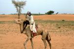 Man on a Camel in the Arid Desert, PBAV01P06_06