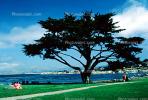 Tree, Path, Monterey Bay, harbor