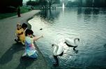 Children playing with swans, pond, lake, boy, PBTV03P01_16