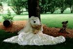 Wedding Bear, Teddybear, Stuffed Animals, PCDV01P15_02