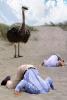 Ostrich, Head Buried in the Sand, Bury Your Head In the Sand, Businessman, Businesswoman, PCFD01_086