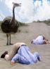 Ostrich Abstract, Head Buried in the Sand, Bury Your Head In the Sand, Businessman, Businesswoman, PCFD01_087