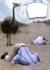 Ostrich, Head Buried in the Sand, Bury Your Head In the Sand, Businessman, Businesswoman, PCFD01_087B