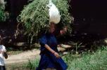 Woman Carrying a bushel, Boral Village, Gujarat, PDCV01P03_10