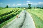 S-curve, Road, rice fields
