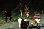 goats, cattle, ox, woman, highway, deforestation, desertification, PDCV01P07_09