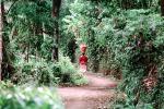 Girl in the jungle, path, rainforest, PDCV01P10_07