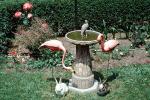 Backyard Birdbath, Rabbits, Flamingo, 1969, 1960s, Muncie Indiana, PDEV01P02_11