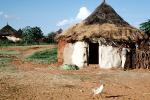 Thatched Roof House, Home, Grass Roofs, Building, roundhouse, Holy Caves, chicken, Sof Omar, Sod