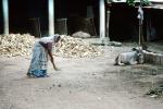 Woman Sweeping, India, PDGV01P02_08