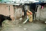 Woman Sweeping, India, PDGV01P02_13