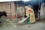 Woman Sweeping, India, cow, PDGV01P02_14