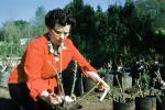 1940s housewife, planting rose bushes, woman, 1950s