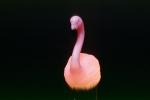 Pink Flamingo light, PDIV01P06_11