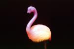 Pink Flamingo light, PDIV01P06_12