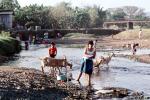 goats, river, dish washing, woman, India, PDKV01P01_19