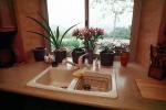 kitchen sink, faucet, flowers, plants, PDKV01P03_13