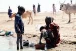 girl, oxen, river, Mopti, Mali, PDLV01P08_10