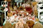 Sponge, Coral, poached sealife, shells, dried, souvenir, PDSV06P15_14
