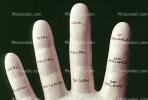 hand, palm reader, fingers, PDZV01P03_08B
