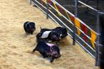 Pig Races, Funny, Marin County Fair, PFFD01_033