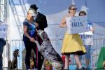 Worlds Ugliest Dog Contest, Sonoma-Marin Fair, 21/06/2019