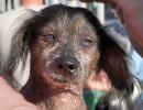 World's Ugliest Dog Contest, Sonoma-Marin Fair, 21/06/2019, PFFD02_147