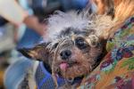 1st Place Winner, World's Ugliest Dog Contest, Sonoma-Marin Fair, 21/06/2019