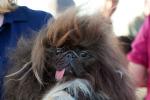 World's Ugliest Dog Contest, Sonoma-Marin Fair, 21/06/2019, PFFD02_205