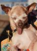 World's Ugliest Dog Contest, Sonoma-Marin Fair, 21/06/2019, PFFD02_212
