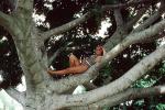 Girl in a Tree, Branches, Swimsuit, 1950s, PFMV01P03_15