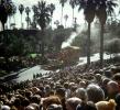 Cow, Train, Trees, Rose Parade, 1950s