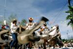 Mexican Dance, Cinco de Mayo, PFPV08P14_10