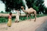 Camel, Ahmadabad, PFSV02P07_06