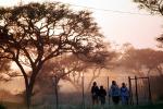 Tree, Fence, Rehoboth, Namibia, PFSV06P03_05