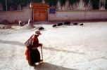 Woman Walking with a Cane, Pigs with piglets, Xiahe, Gansu, China, PFSV07P11_13