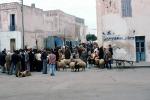 Sheep Auction, Tunisia, PFSV08P05_01
