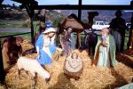 Nativity Scene, manger, Baby Jesus, crib, lamb, Mother Mary, camels, hay, Three Wisemen