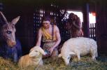 Nativity Scene, lambs, donkey, gifts, PHCV03P08_17