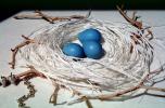 Blue eggs, paper nest, jewelry, twigs, PHEV01P03_11