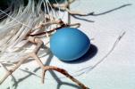 Blue egg, paper nest, twigs, PHEV01P03_19