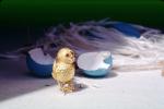 Golden Bird, tweet, tweeting, Blue eggs, paper nest, chirp, chirping, PHEV01P04_01