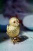 tweet, tweeting, Golden Bird